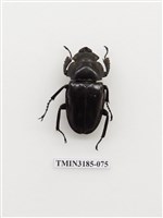 藏品(鬼艷鍬形蟲)的圖片